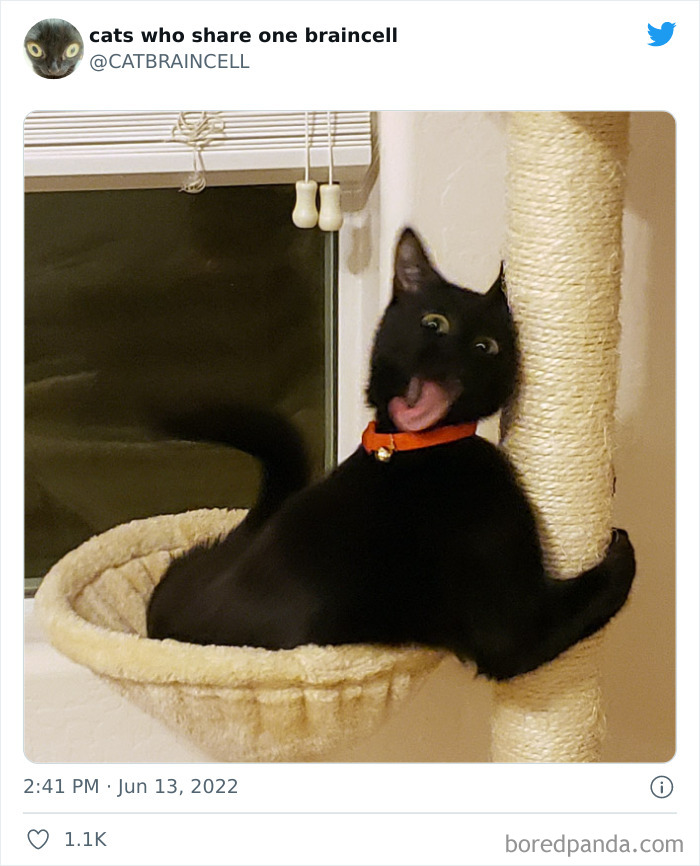 "Cats Who Share One Braincell": 50 Times Cats Acted So Dorky, Their Pics Ended Up On This Twitter Page