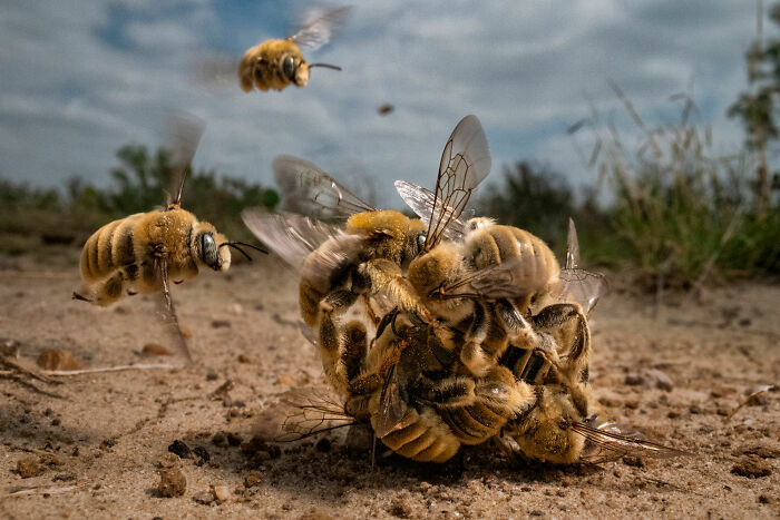 Gran Premio - "Bola de abejas" de Karine Aigner