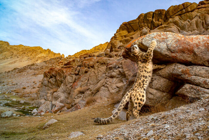 Finalista de Vida Silvestre Terrestre - "Fantasma de las montañas" por Sandesh Kadur
