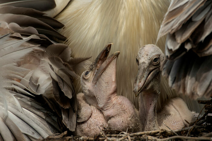 Finalista de Vida Alada - "Un hogar con plumas" de Pallavi Laveti