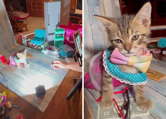 Este hombre fue “emboscado” por gatitos al detenerse para rescatar a uno de ellos