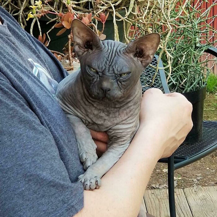 Conoced a Smurfie, acabo de adoptar a un gato ex semental de 12 años que vive su mejor vida ahora...