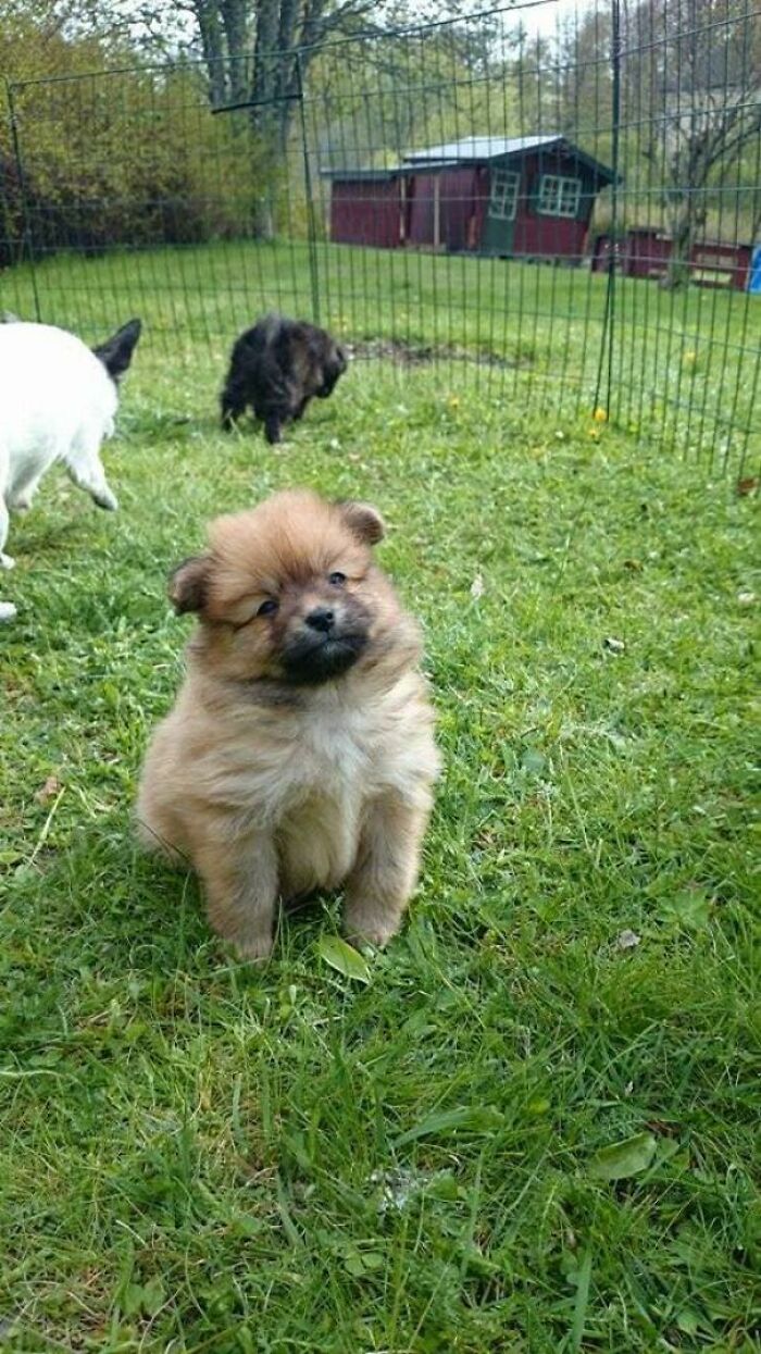 La foto que encontré del día que adopté a mi cachorro