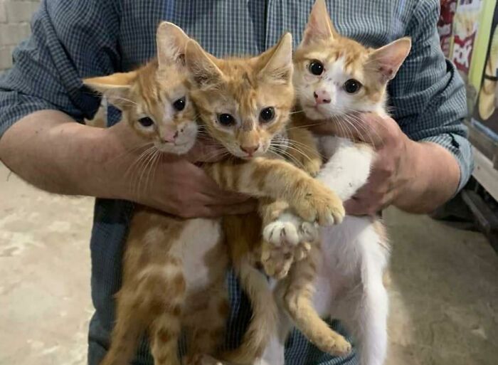 Mi marido encontró estas bellezas en el almacén y las trajo a casa, ¡estamos adoptando a las tres y haciendo que formen parte de nuestra gran y feliz familia!
