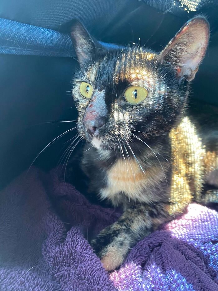 Nos dijeron que podría ser cáncer, pero la adoptamos de todos modos. Resulta que sólo estaba estresada