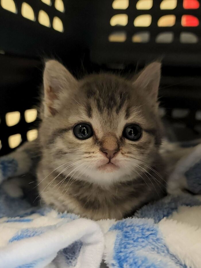 Raisin tuvo su primera cita con el veterinario. Ella fue desparasitada. ¡Volverá en 2 semanas para las vacunas para estar lista para la adopción!