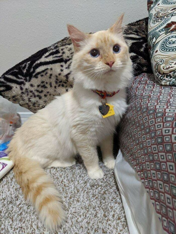 Adoptamos a este pequeño amigo el 11 de mayo. El personal del refugio nos dijo que estaba muy ansioso. Resulta que sólo necesitaba un hogar estable... os presento a Butternut