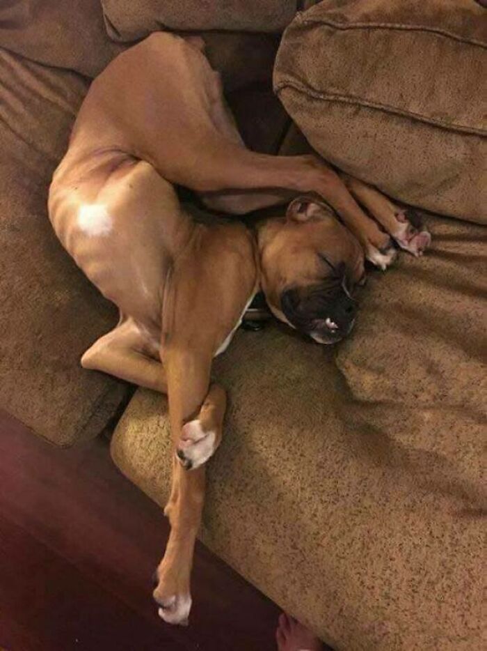 Esto es lo que pasa cuando adoptas a un perro en el IKEA