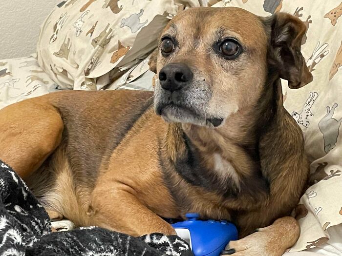 Mi marido y yo adoptamos perros viejos y hacemos que sus años dorados sean estupendos. Este es mi último amigo Almond y es un anciano de 11 años