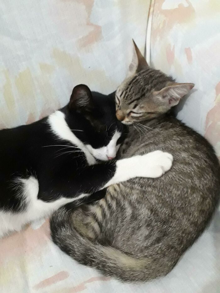 Mi gata adoptó a este gatito y lo arrastró por el cuello hasta la casa
