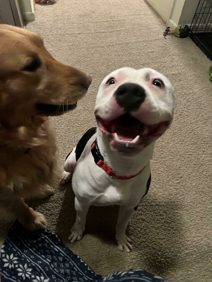 Nuestro Pittie rescatado. El chico más feliz del mundo