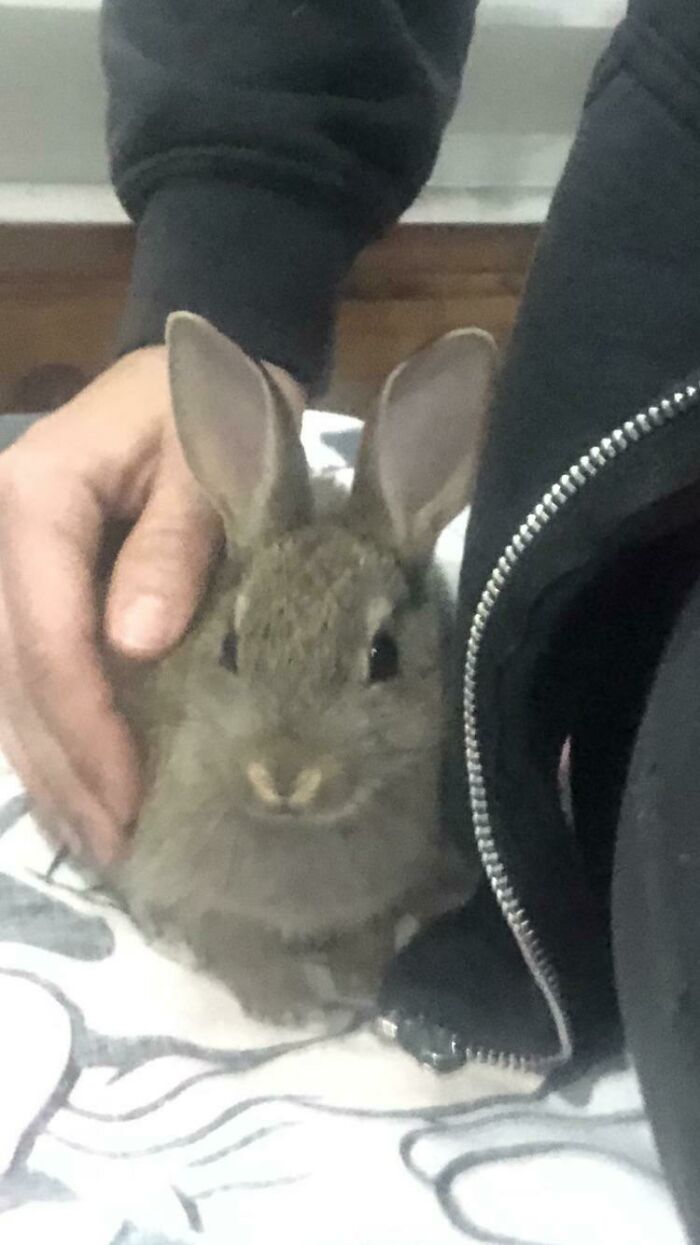 El veterinario local rescató a este pequeño, lo crió personalmente durante 5 semanas y es demasiado manso para soltarlo. Así que se ha mudado conmigo :) Os presento a Ronnie