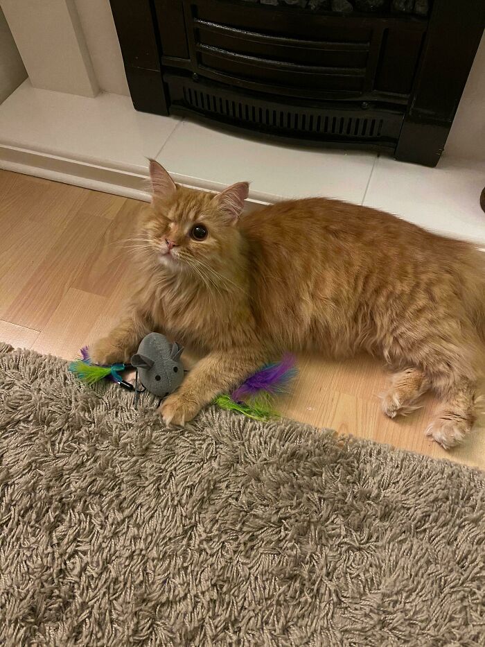 ¡Nuestra pequeña gata rescatada (tuerta) Rosie!