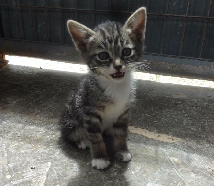 Voy a adoptar a este pequeño mañana. ¿Sugerencias de nombres? Es el único superviviente de la camada
