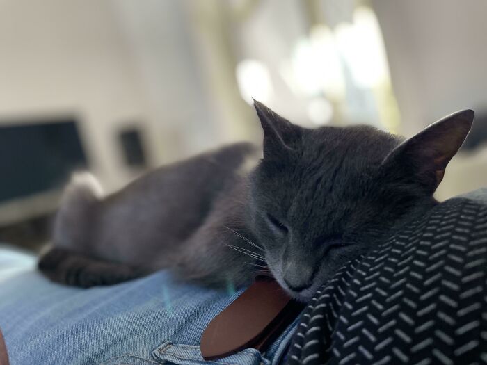 Día 10 desde que la adopté. Ya no puedo imaginar una vida sin ella