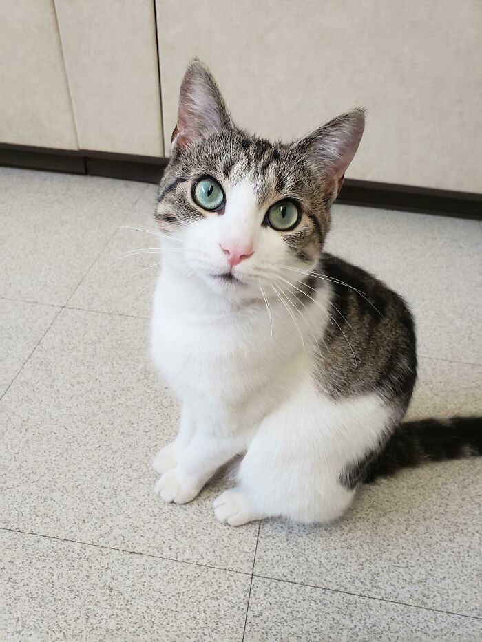 La chica de 8 meses que adopté hoy. Se llama Noodle