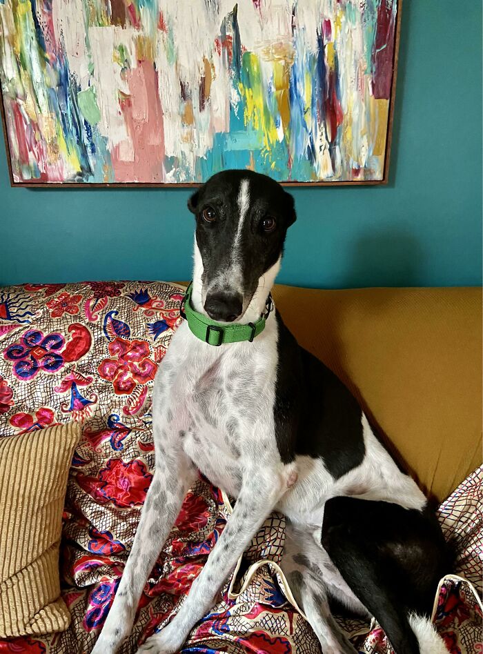 Acabo de adoptar a este chico, conoced a Barry
