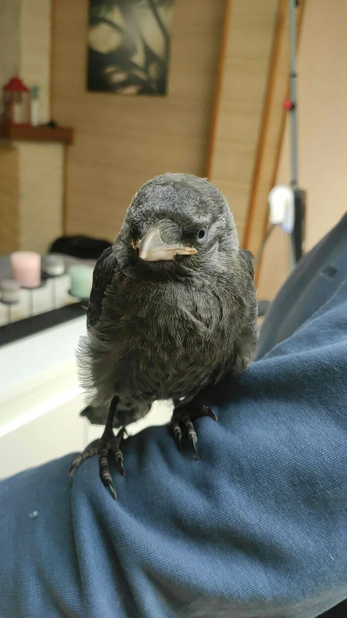 Mi amigo encontró un cuervo atrapado en unos cables en la casa de un vecino y decidió adoptarlo. Le dio la oportunidad de irse también, pero decidió quedarse. Aunque todavía está buscando un nombre