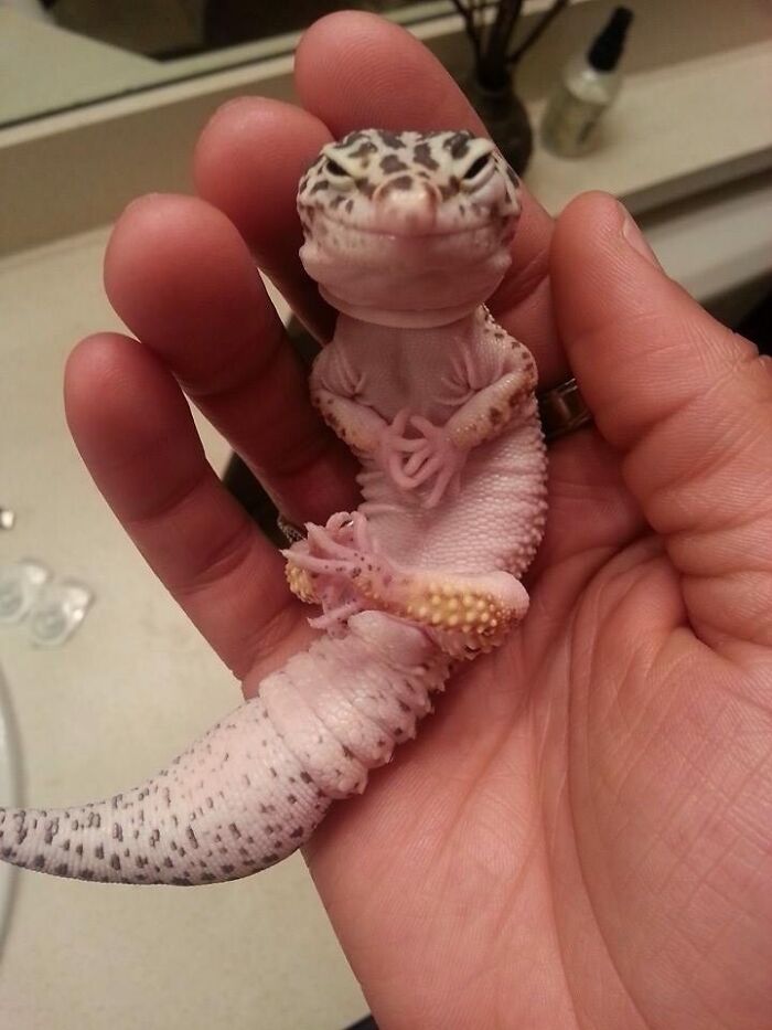 Lo mismo que hacemos todas las noches, Pinky