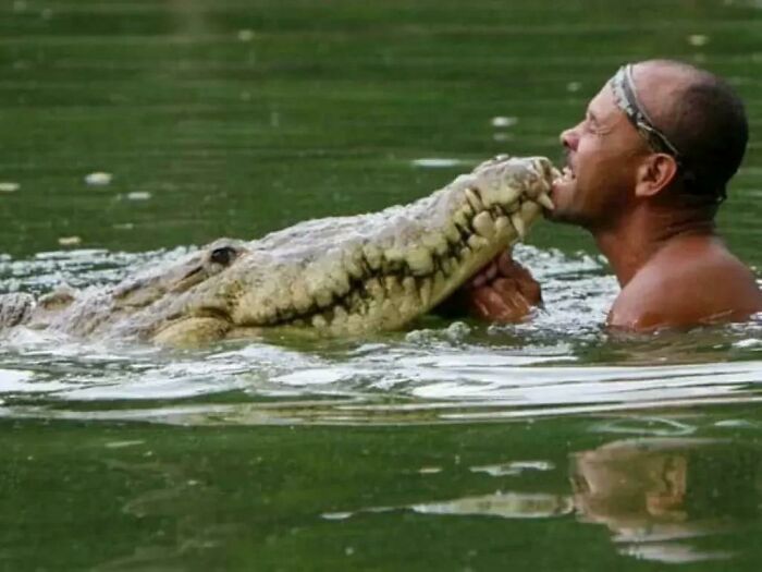 Un pescador de Costa Rica cuidó de un cocodrilo que había recibido un disparo en la cabeza y lo liberó en su casa. Al día siguiente, el hombre descubrió que "Pocho" le había seguido hasta su casa y dormía en el porche. Durante 20 años, Pocho se convirtió en parte de la familia del hombre