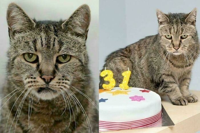 Nutmeg, el gato más viejo del mundo, celebra su 31º cumpleaños (141 en años humanos)