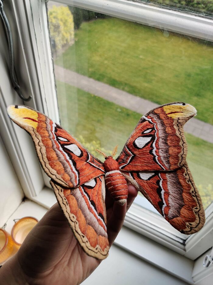 Terminé el proyecto más ambicioso que he hecho. Les presento mi polilla atlas en 3D, de tamaño real