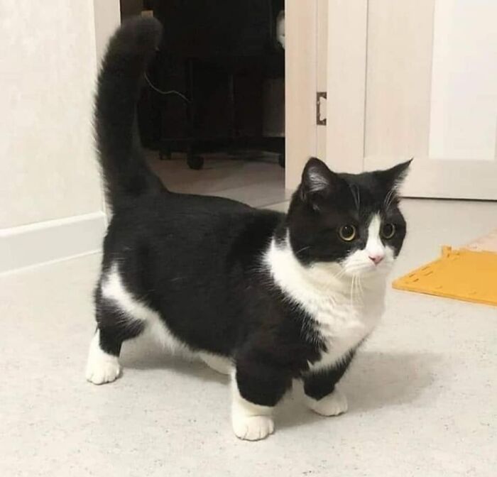 50 Times Cats Had Such ‘Powerful Auras’, Their Owners Just Had To Take A Pic