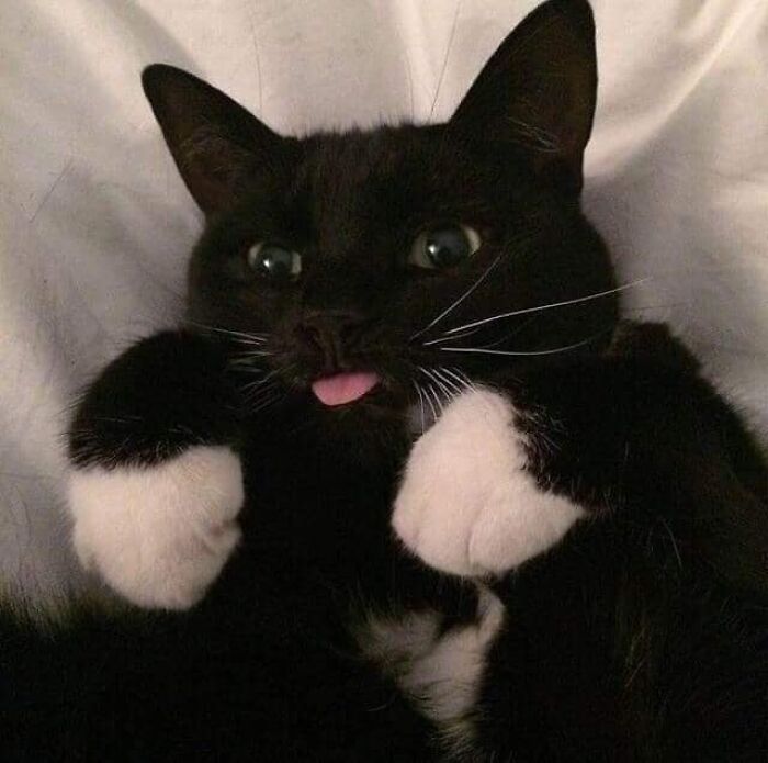 50 Times Cats Had Such ‘Powerful Auras’, Their Owners Just Had To Take A Pic