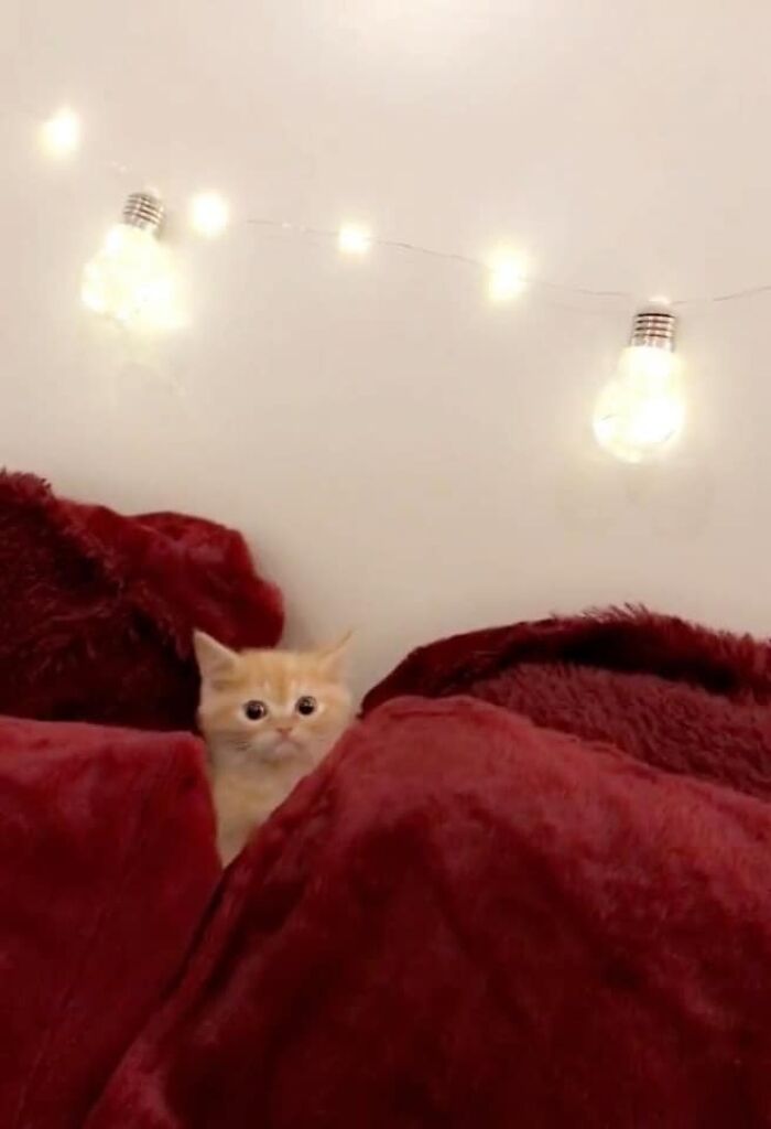 50 Times Cats Had Such ‘Powerful Auras’, Their Owners Just Had To Take A Pic