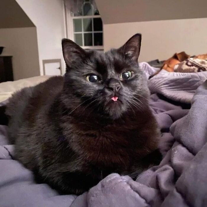 50 Times Cats Had Such ‘Powerful Auras’, Their Owners Just Had To Take A Pic