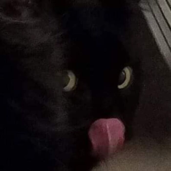50 Times Cats Had Such ‘Powerful Auras’, Their Owners Just Had To Take A Pic