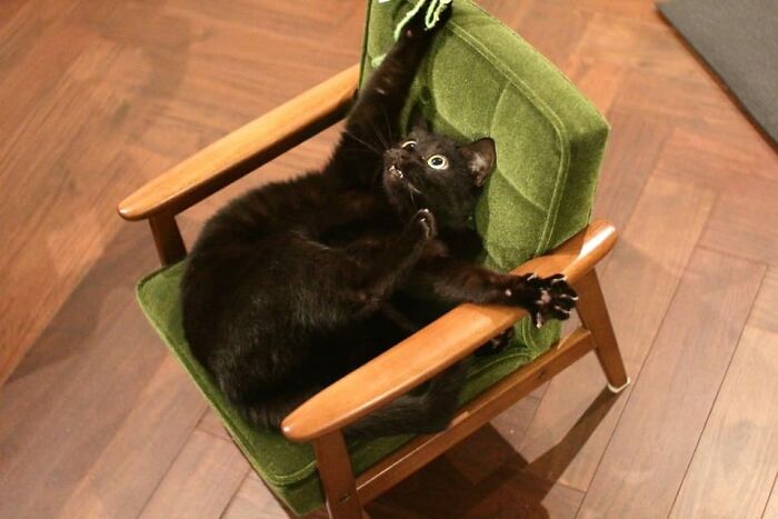 50 Times Cats Had Such ‘Powerful Auras’, Their Owners Just Had To Take A Pic