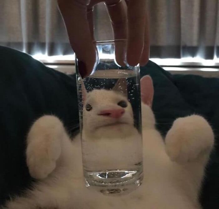 50 Times Cats Had Such ‘Powerful Auras’, Their Owners Just Had To Take A Pic
