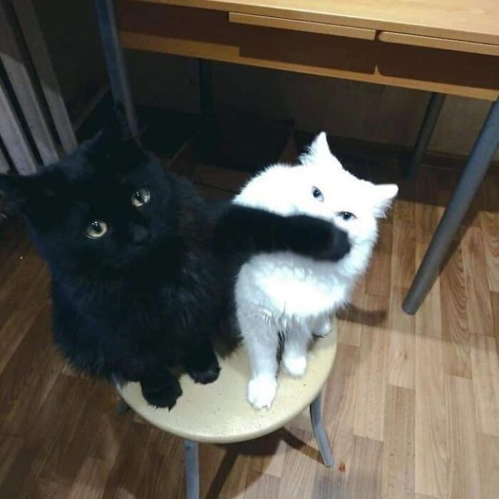 50 Times Cats Had Such ‘Powerful Auras’, Their Owners Just Had To Take A Pic
