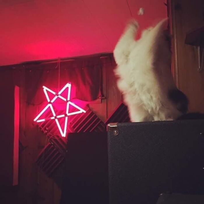 50 Times Cats Had Such ‘Powerful Auras’, Their Owners Just Had To Take A Pic