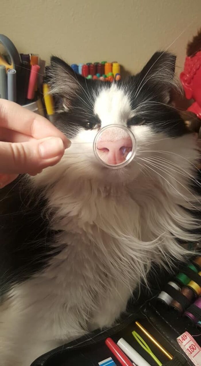 50 Times Cats Had Such ‘Powerful Auras’, Their Owners Just Had To Take A Pic