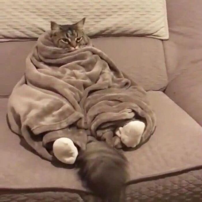 50 Times Cats Had Such ‘Powerful Auras’, Their Owners Just Had To Take A Pic