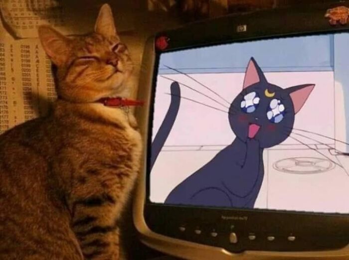 50 Times Cats Had Such ‘Powerful Auras’, Their Owners Just Had To Take A Pic