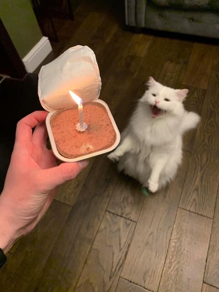 50 Times Cats Had Such ‘Powerful Auras’, Their Owners Just Had To Take A Pic