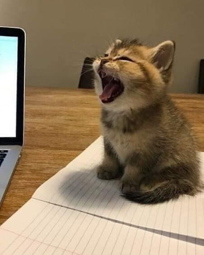 50 Times Cats Had Such ‘Powerful Auras’, Their Owners Just Had To Take A Pic