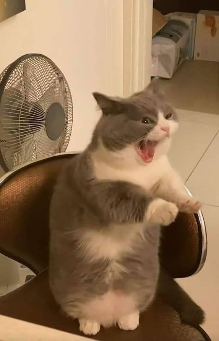 50 Times Cats Had Such ‘Powerful Auras’, Their Owners Just Had To Take A Pic
