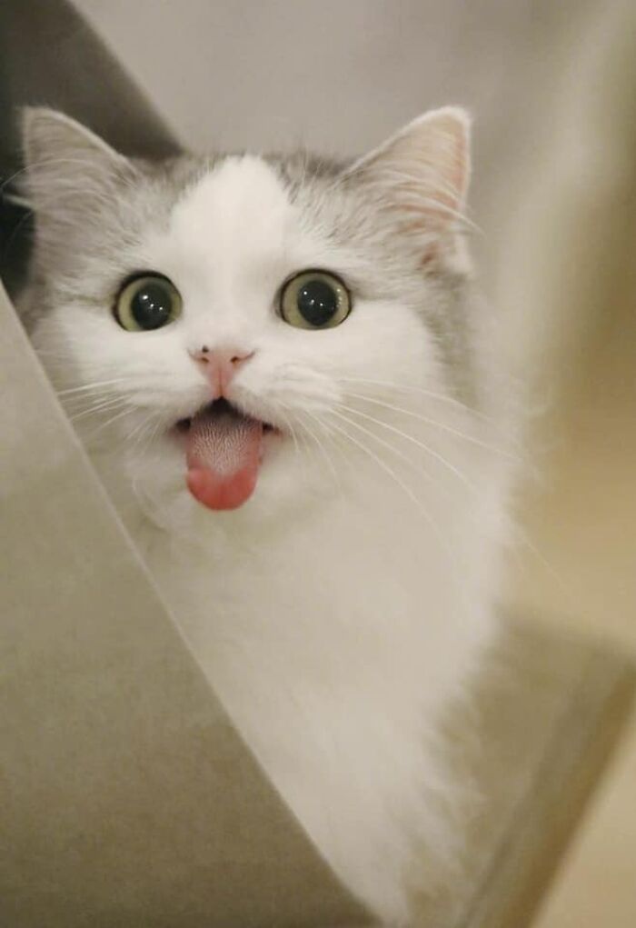 50 Times Cats Had Such ‘Powerful Auras’, Their Owners Just Had To Take A Pic