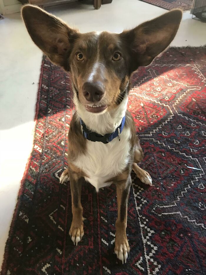 Este es Humphrey, nuestro chico adoptado que fracasó en su entrenamiento como perro pastor porque solo quería ser amigo de las ovejas