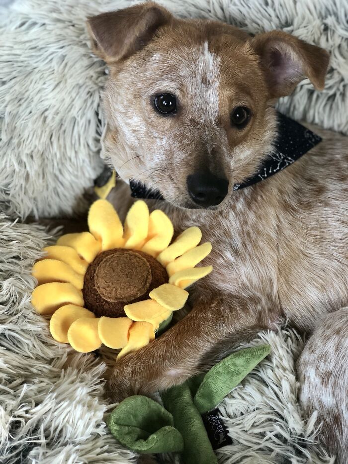 Soy voluntaria en la Sociedad Humanitaria y me enamoré de esta chica. Lloré cuando supe que había sido adoptada. Dos semanas después, la devolvieron por ser "demasiado perezosa"