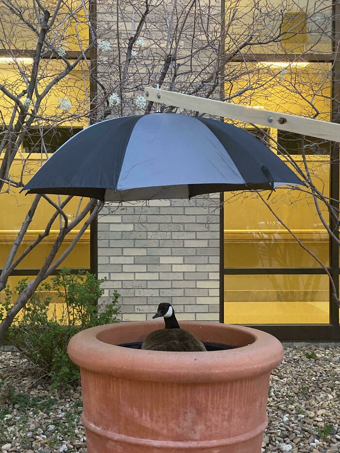 Este ganso de mi hospital puso huevos y está anidando en una gran jardinera, uno de nuestros chicos de mantenimiento construyó esta sombrilla para ella y la colocó con agua cerca