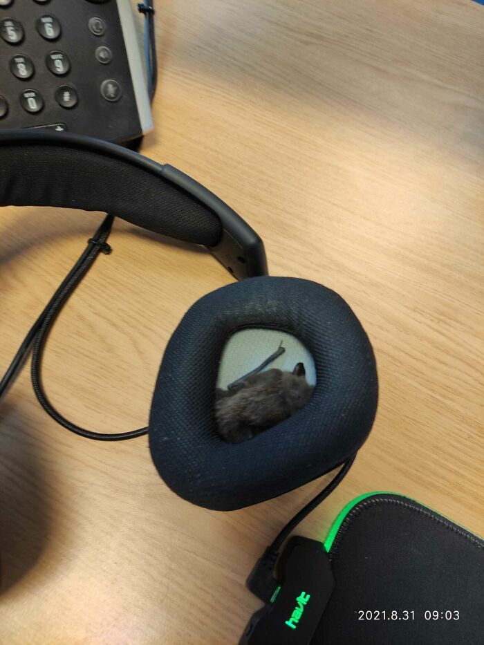 Al empezar a trabajar esta mañana, me puse los cascos, noté algo peludo y había un murciélago ahí