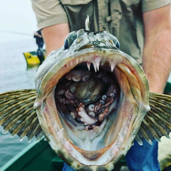 Bacalao búfalo pescado con la barriga llena de pulpo