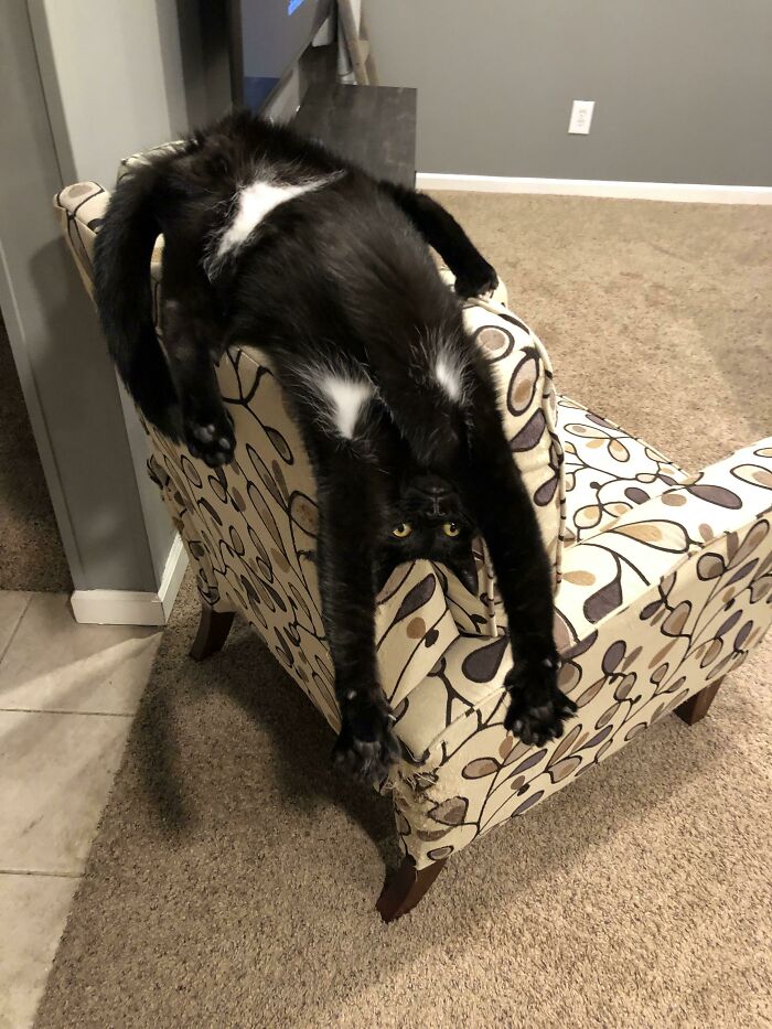50 Times Cats Had Such ‘Powerful Auras’, Their Owners Just Had To Take A Pic