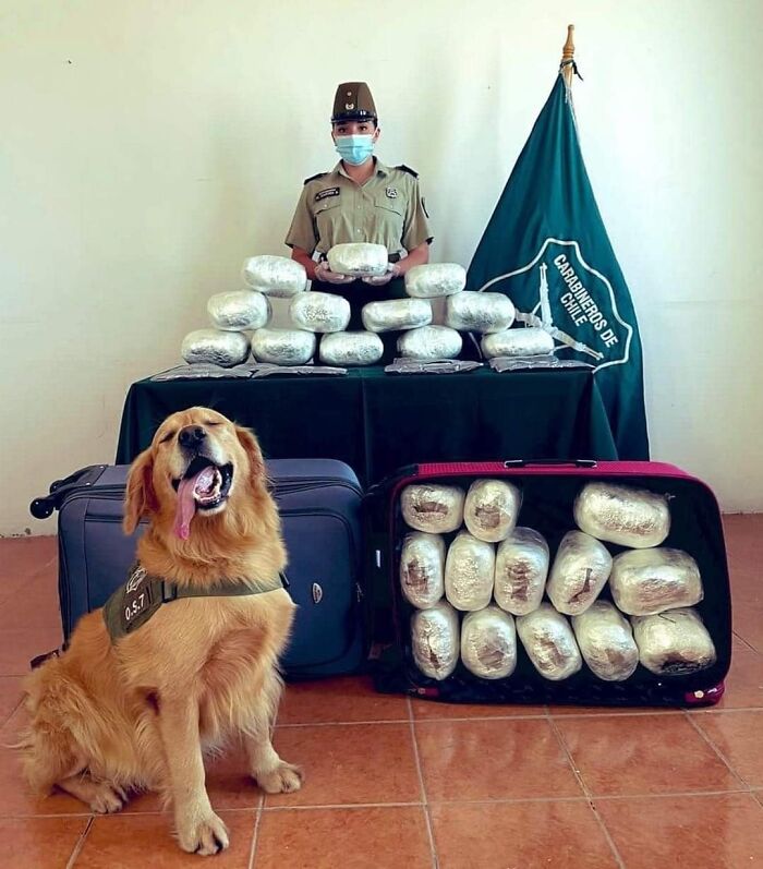 Darwin hace un muy buen trabajo encontrando drogas y posando para las fotos