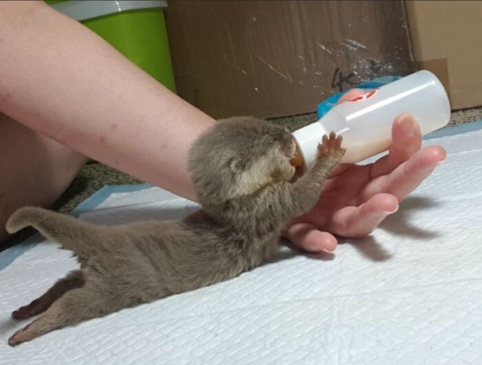 Esta nutria bebiendo leche